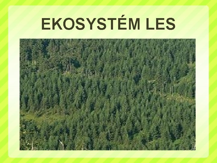 EKOSYSTÉM LES 