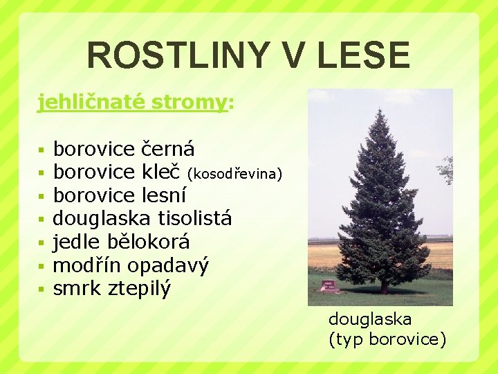 ROSTLINY V LESE jehličnaté stromy: § § § § borovice černá borovice kleč (kosodřevina)