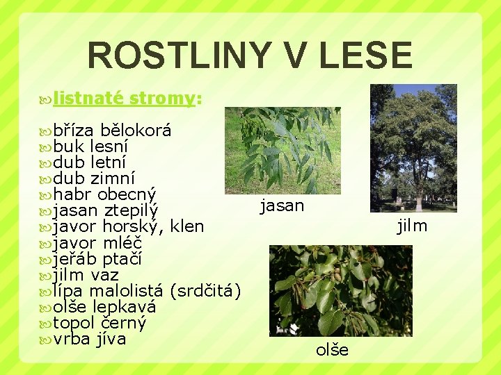 ROSTLINY V LESE listnaté stromy: bříza bělokorá buk lesní dub letní dub zimní habr