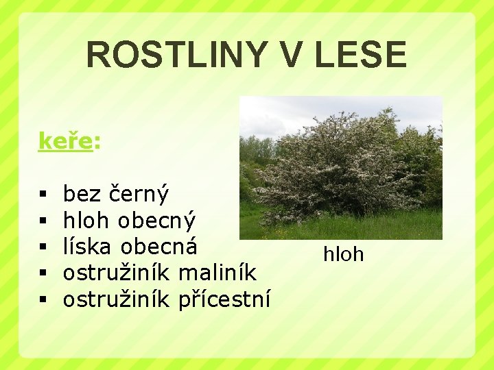 ROSTLINY V LESE keře: § § § bez černý hloh obecný líska obecná ostružiník