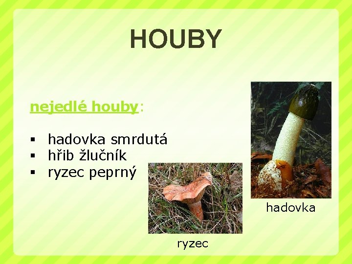 HOUBY nejedlé houby: § hadovka smrdutá § hřib žlučník § ryzec peprný hadovka ryzec