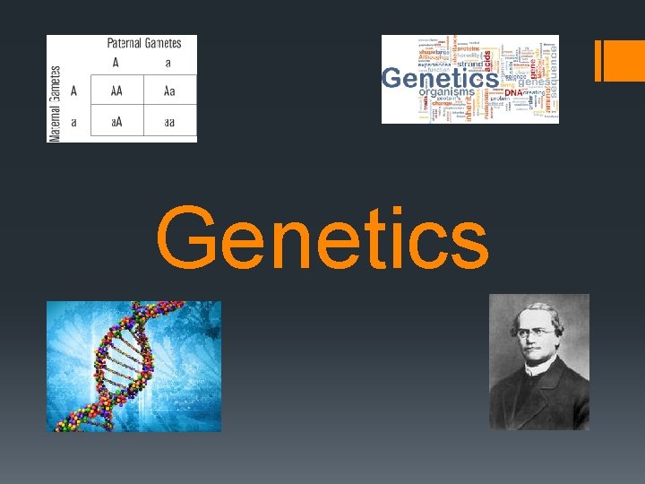 Genetics 