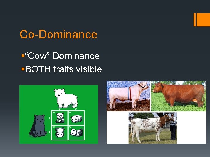 Co-Dominance §“Cow” Dominance §BOTH traits visible 