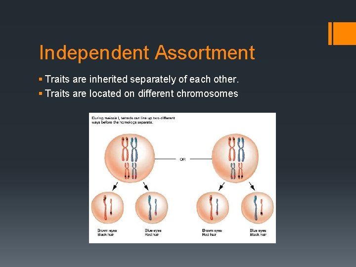 Independent Assortment § Traits are inherited separately of each other. § Traits are located