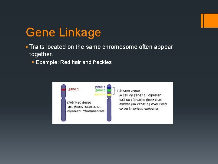 Gene Linkage § Traits located on the same chromosome often appear together. § Example: