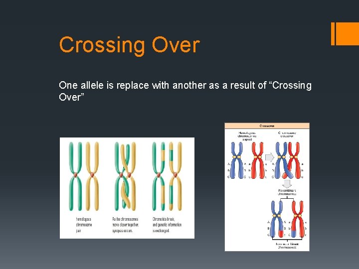 Crossing Over One allele is replace with another as a result of “Crossing Over”