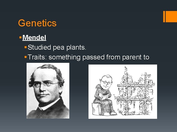 Genetics § Mendel § Studied pea plants. § Traits: something passed from parent to