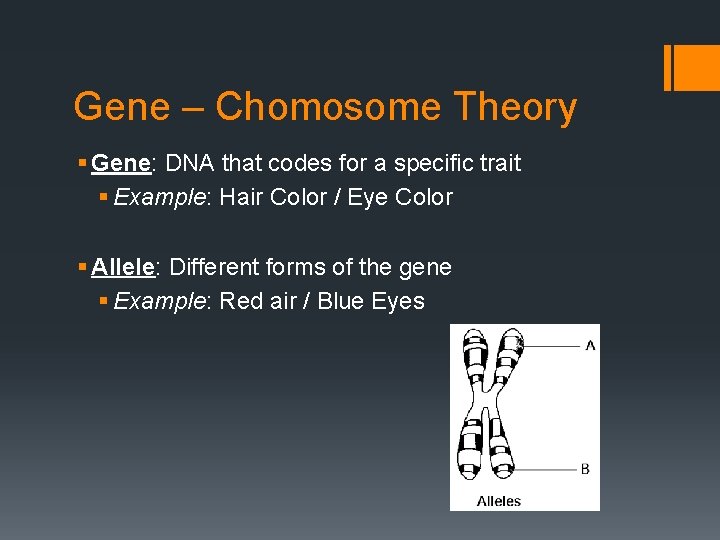 Gene – Chomosome Theory § Gene: DNA that codes for a specific trait §