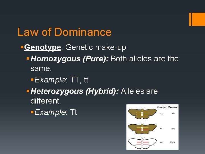 Law of Dominance § Genotype: Genetic make-up § Homozygous (Pure): Both alleles are the