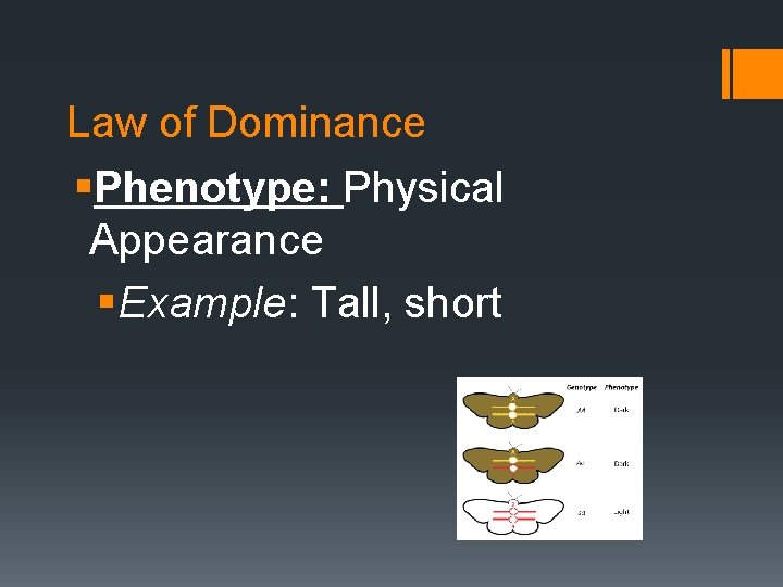 Law of Dominance §Phenotype: Physical Appearance §Example: Tall, short 