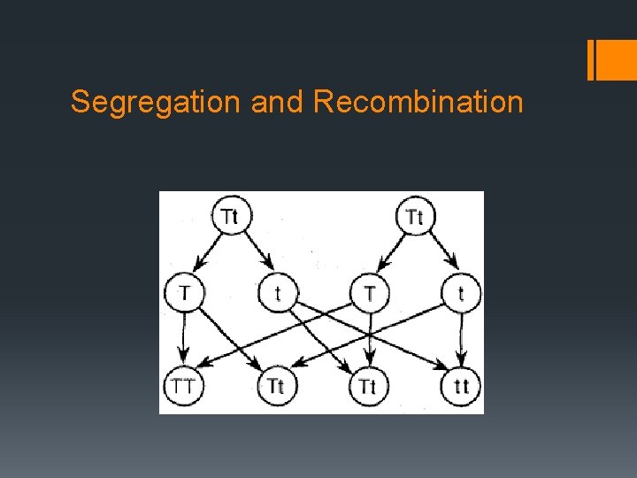 Segregation and Recombination 