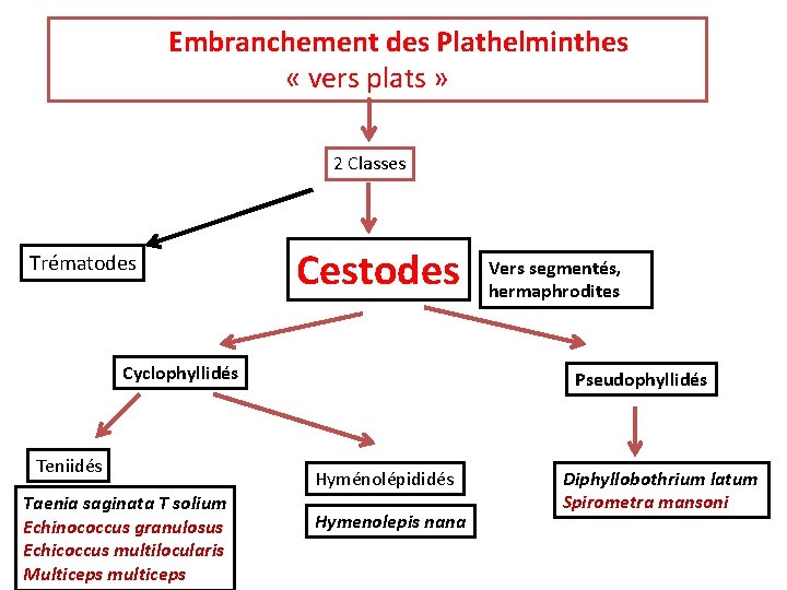 embranchement des plathelminthes