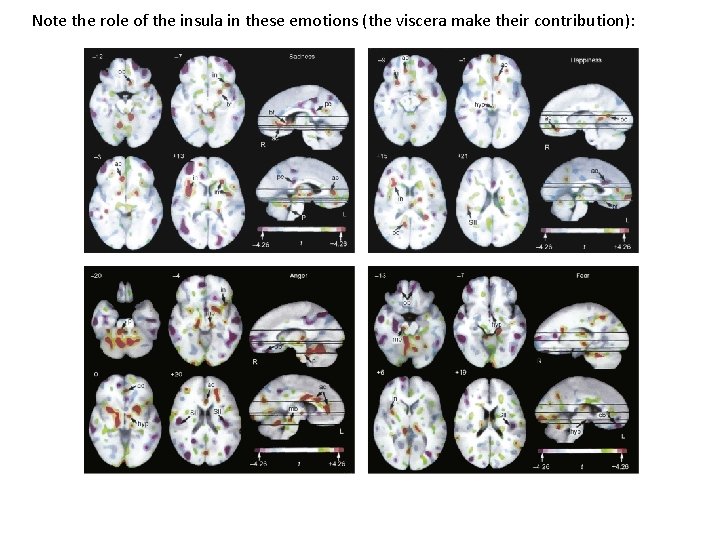 Note the role of the insula in these emotions (the viscera make their contribution): Note the role of the insula in these emotions (the viscera make their contribution):