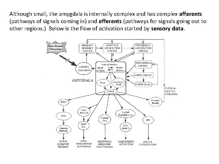 Although small, the amygdala is internally complex and has complex afferents (pathways of signals Although small, the amygdala is internally complex and has complex afferents (pathways of signals