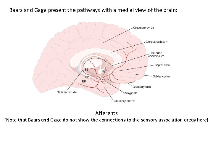 Baars and Gage present the pathways with a medial view of the brain: Afferents Baars and Gage present the pathways with a medial view of the brain: Afferents