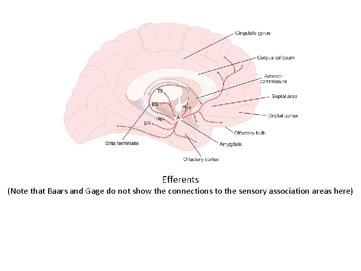 Efferents (Note that Baars and Gage do not show the connections to the sensory Efferents (Note that Baars and Gage do not show the connections to the sensory