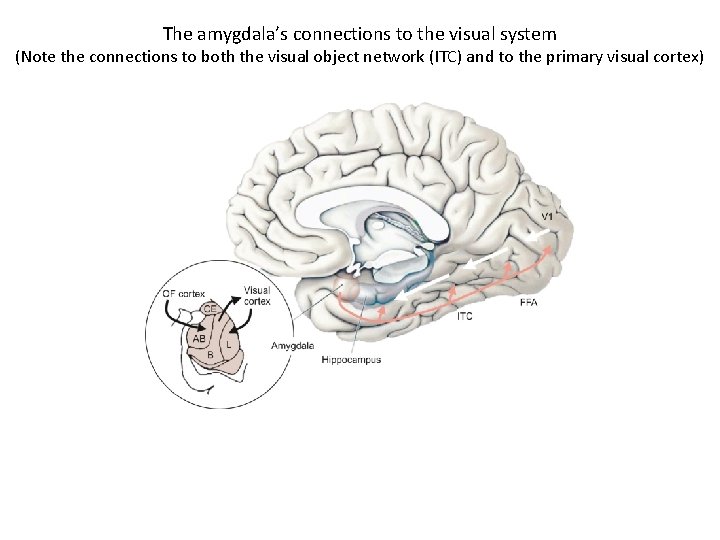 The amygdala’s connections to the visual system (Note the connections to both the visual The amygdala’s connections to the visual system (Note the connections to both the visual