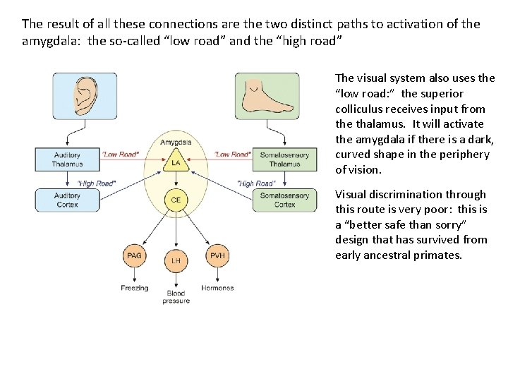 The result of all these connections are the two distinct paths to activation of The result of all these connections are the two distinct paths to activation of