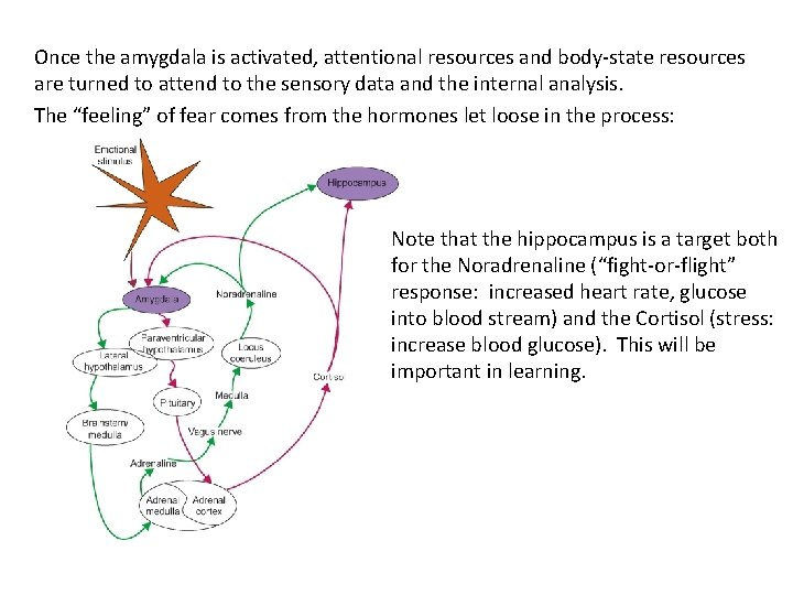 Once the amygdala is activated, attentional resources and body-state resources are turned to attend Once the amygdala is activated, attentional resources and body-state resources are turned to attend
