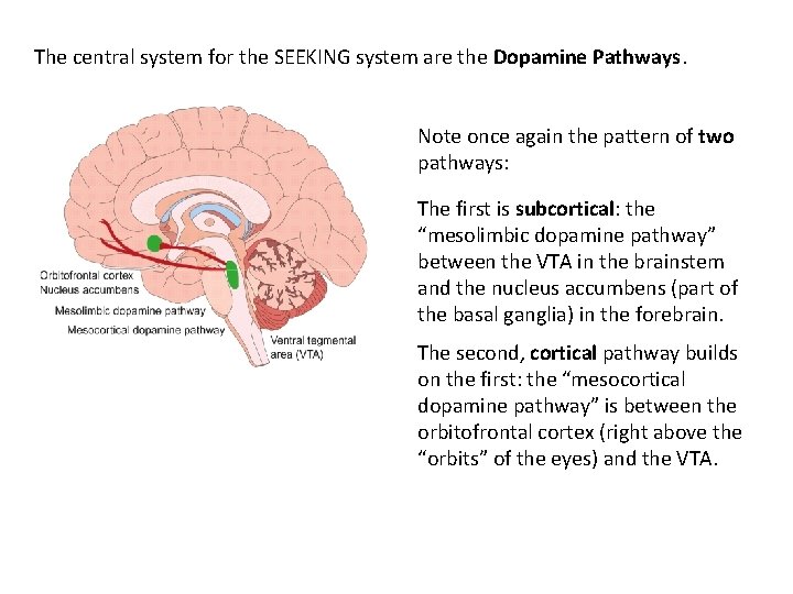 The central system for the SEEKING system are the Dopamine Pathways. Note once again The central system for the SEEKING system are the Dopamine Pathways. Note once again