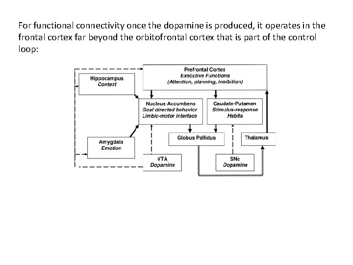 For functional connectivity once the dopamine is produced, it operates in the frontal cortex For functional connectivity once the dopamine is produced, it operates in the frontal cortex