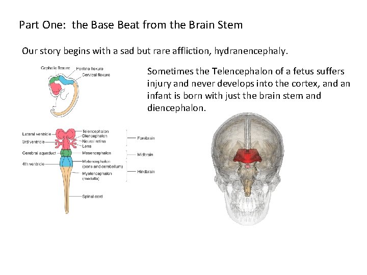 Part One: the Base Beat from the Brain Stem Our story begins with a Part One: the Base Beat from the Brain Stem Our story begins with a