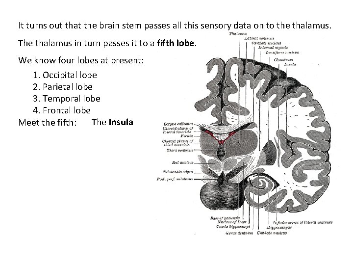 It turns out that the brain stem passes all this sensory data on to It turns out that the brain stem passes all this sensory data on to