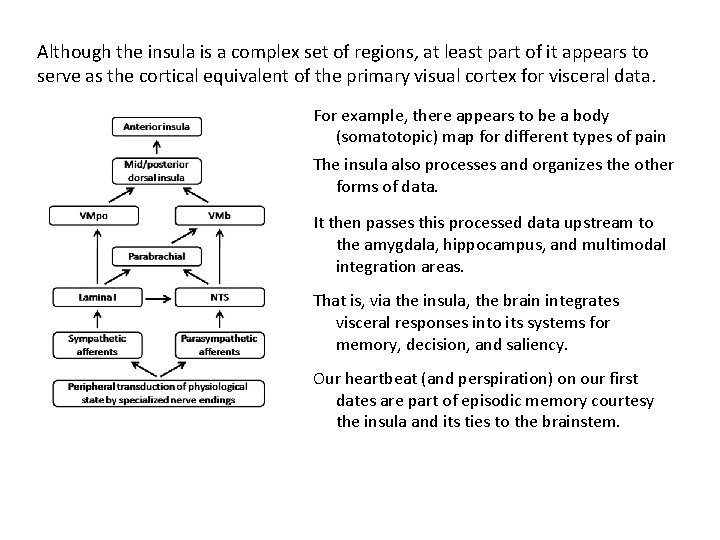 Although the insula is a complex set of regions, at least part of it Although the insula is a complex set of regions, at least part of it