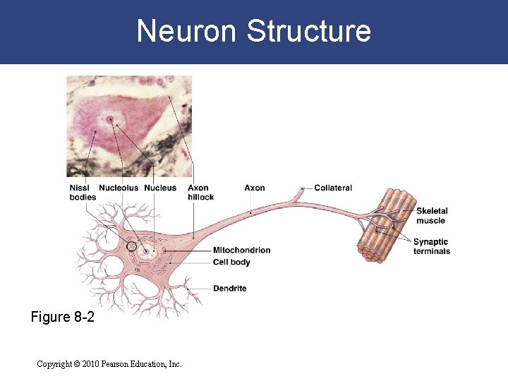 Neuron Structure Figure 8 -2 Copyright © 2010 Pearson Education, Inc. 