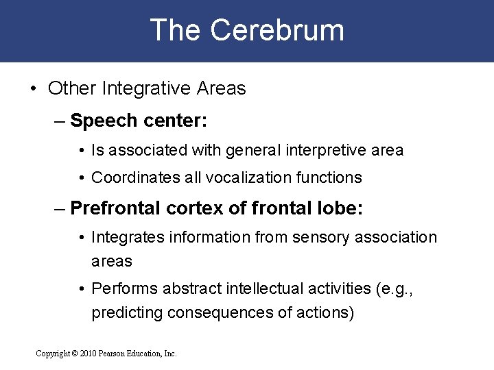 The Cerebrum • Other Integrative Areas – Speech center: • Is associated with general