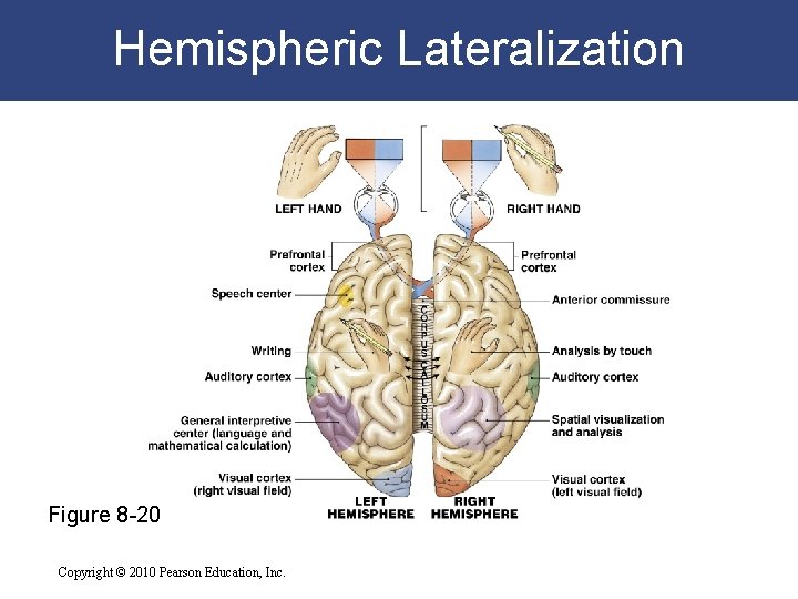 Hemispheric Lateralization Figure 8 -20 Copyright © 2010 Pearson Education, Inc. 