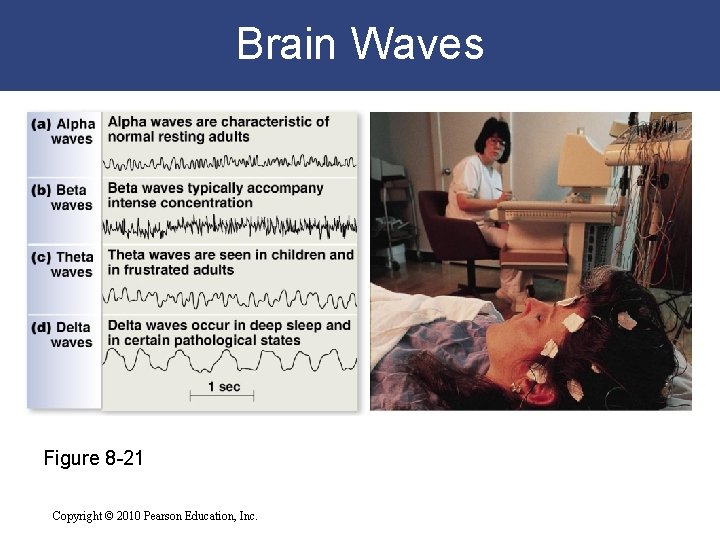 Brain Waves Figure 8 -21 Copyright © 2010 Pearson Education, Inc. 