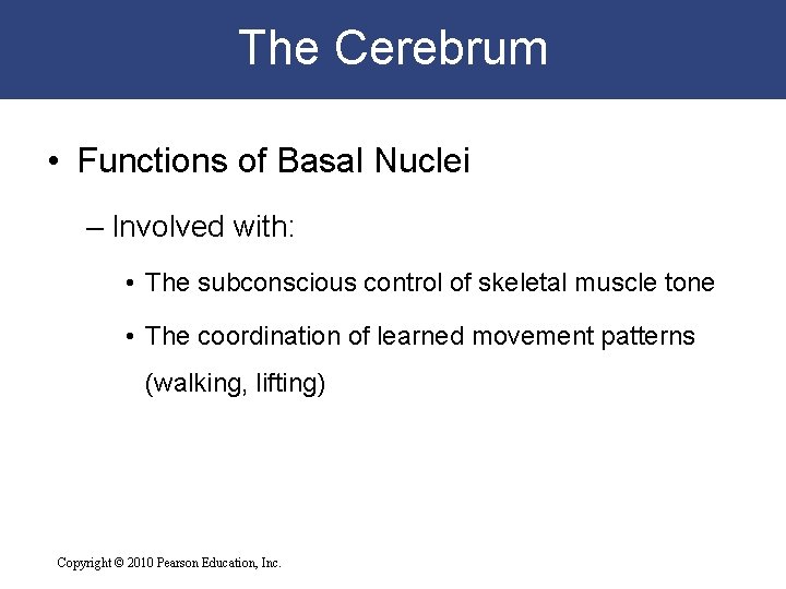 The Cerebrum • Functions of Basal Nuclei – Involved with: • The subconscious control