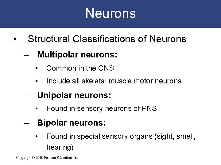 Neurons • Structural Classifications of Neurons – Multipolar neurons: • Common in the CNS