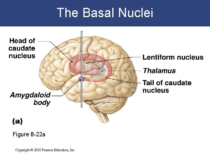 The Basal Nuclei Figure 8 -22 a Copyright © 2010 Pearson Education, Inc. 