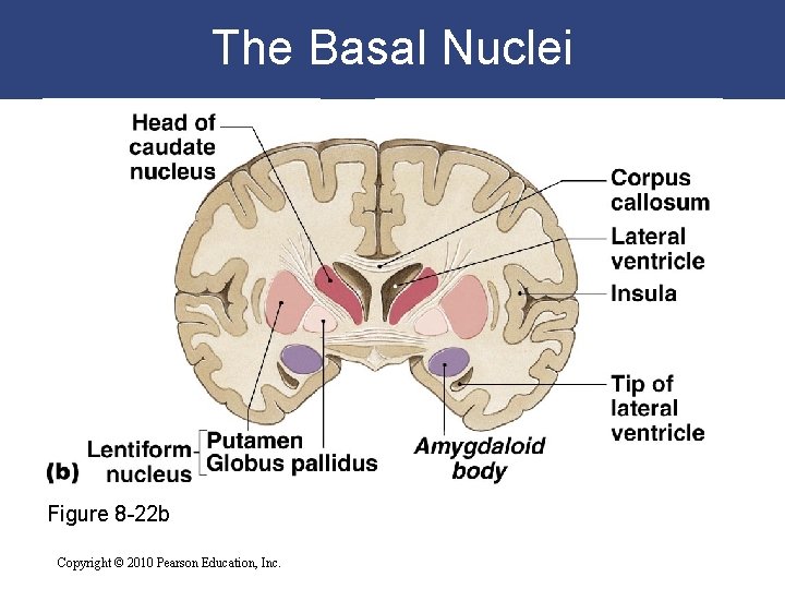 The Basal Nuclei Figure 8 -22 b Copyright © 2010 Pearson Education, Inc. 