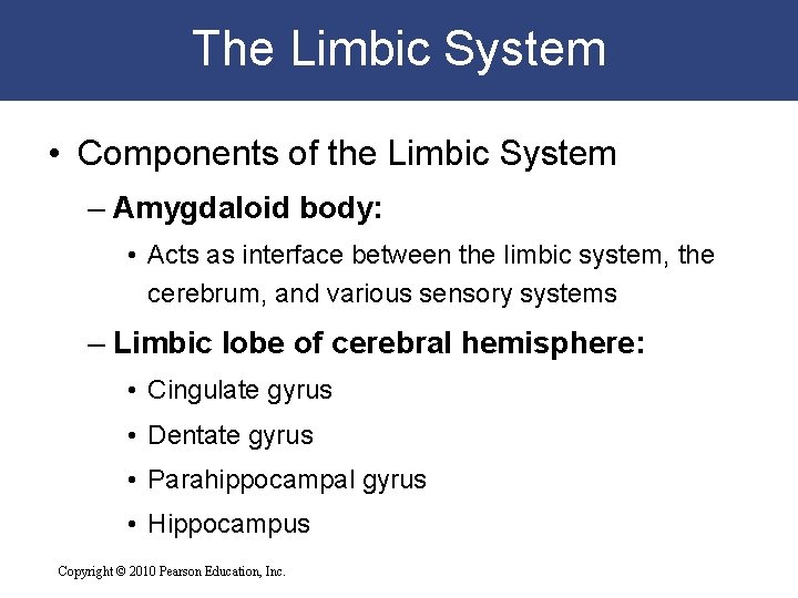 The Limbic System • Components of the Limbic System – Amygdaloid body: • Acts