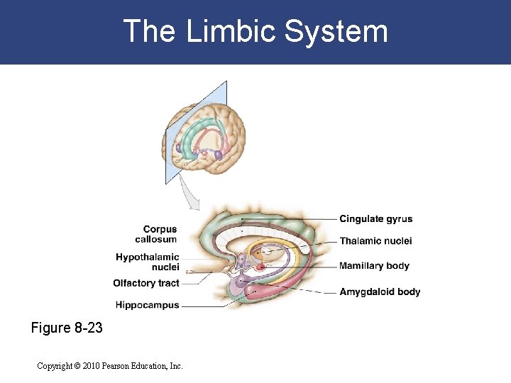 The Limbic System Figure 8 -23 Copyright © 2010 Pearson Education, Inc. 