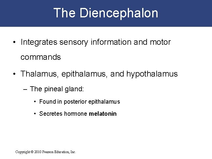 The Diencephalon • Integrates sensory information and motor commands • Thalamus, epithalamus, and hypothalamus