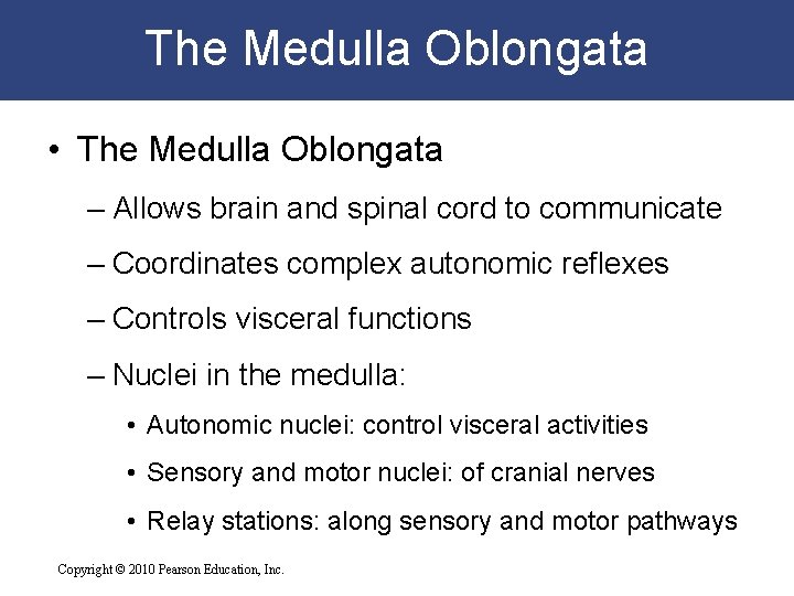 The Medulla Oblongata • The Medulla Oblongata – Allows brain and spinal cord to