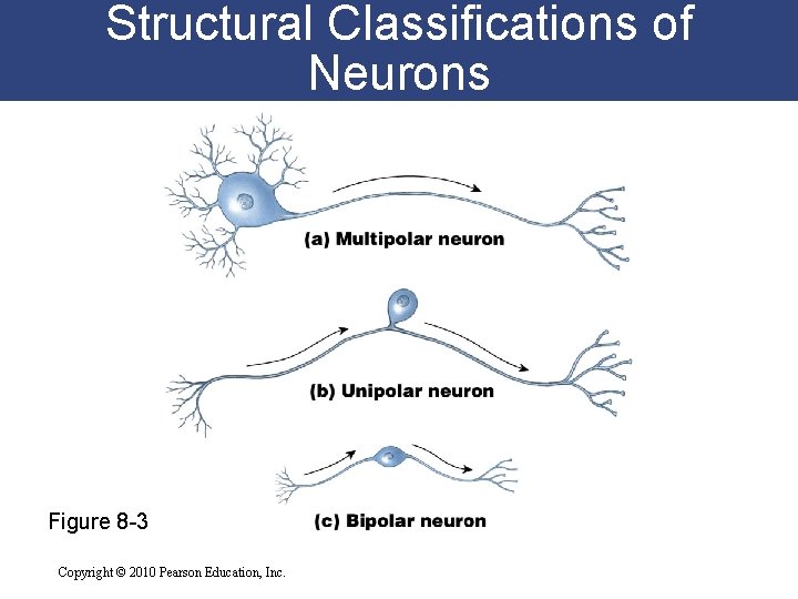Structural Classifications of Neurons Figure 8 -3 Copyright © 2010 Pearson Education, Inc. 
