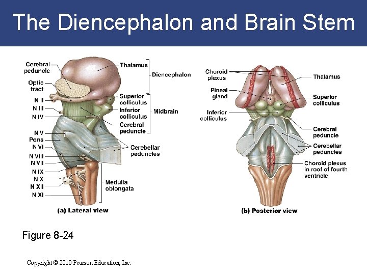 The Diencephalon and Brain Stem Figure 8 -24 Copyright © 2010 Pearson Education, Inc.