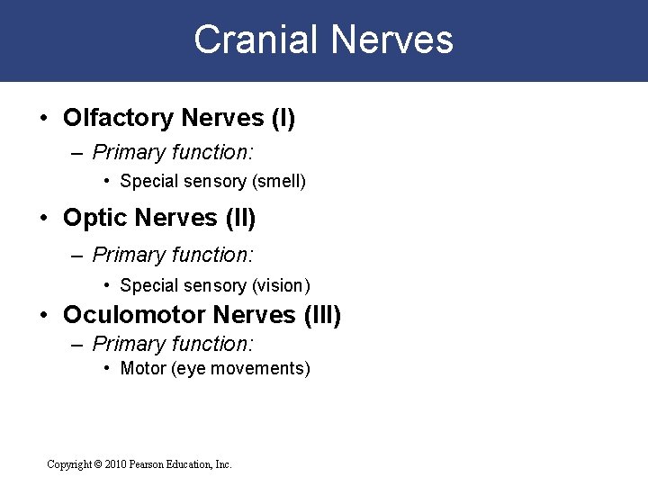 Cranial Nerves • Olfactory Nerves (I) – Primary function: • Special sensory (smell) •