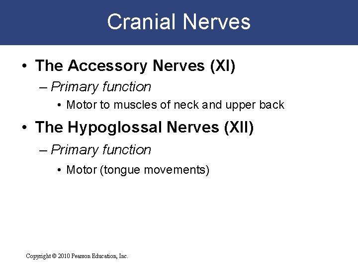 Cranial Nerves • The Accessory Nerves (XI) – Primary function • Motor to muscles