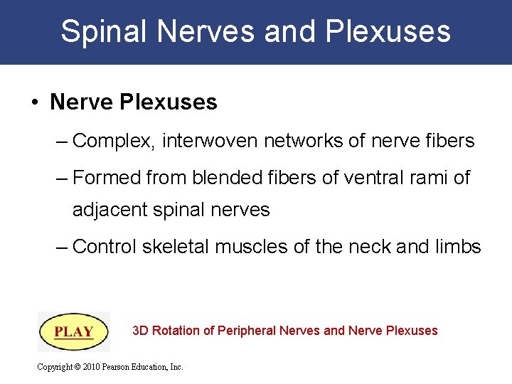Spinal Nerves and Plexuses • Nerve Plexuses – Complex, interwoven networks of nerve fibers