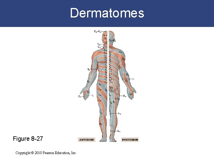 Dermatomes Figure 8 -27 Copyright © 2010 Pearson Education, Inc. 