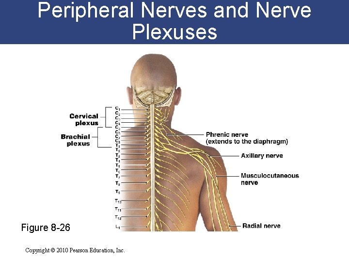 Peripheral Nerves and Nerve Plexuses Figure 8 -26 Copyright © 2010 Pearson Education, Inc.