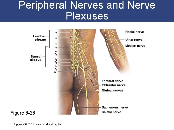 Peripheral Nerves and Nerve Plexuses Figure 8 -26 Copyright © 2010 Pearson Education, Inc.