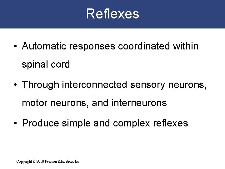Reflexes • Automatic responses coordinated within spinal cord • Through interconnected sensory neurons, motor