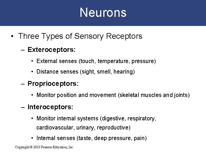 Neurons • Three Types of Sensory Receptors – Exteroceptors: • External senses (touch, temperature,